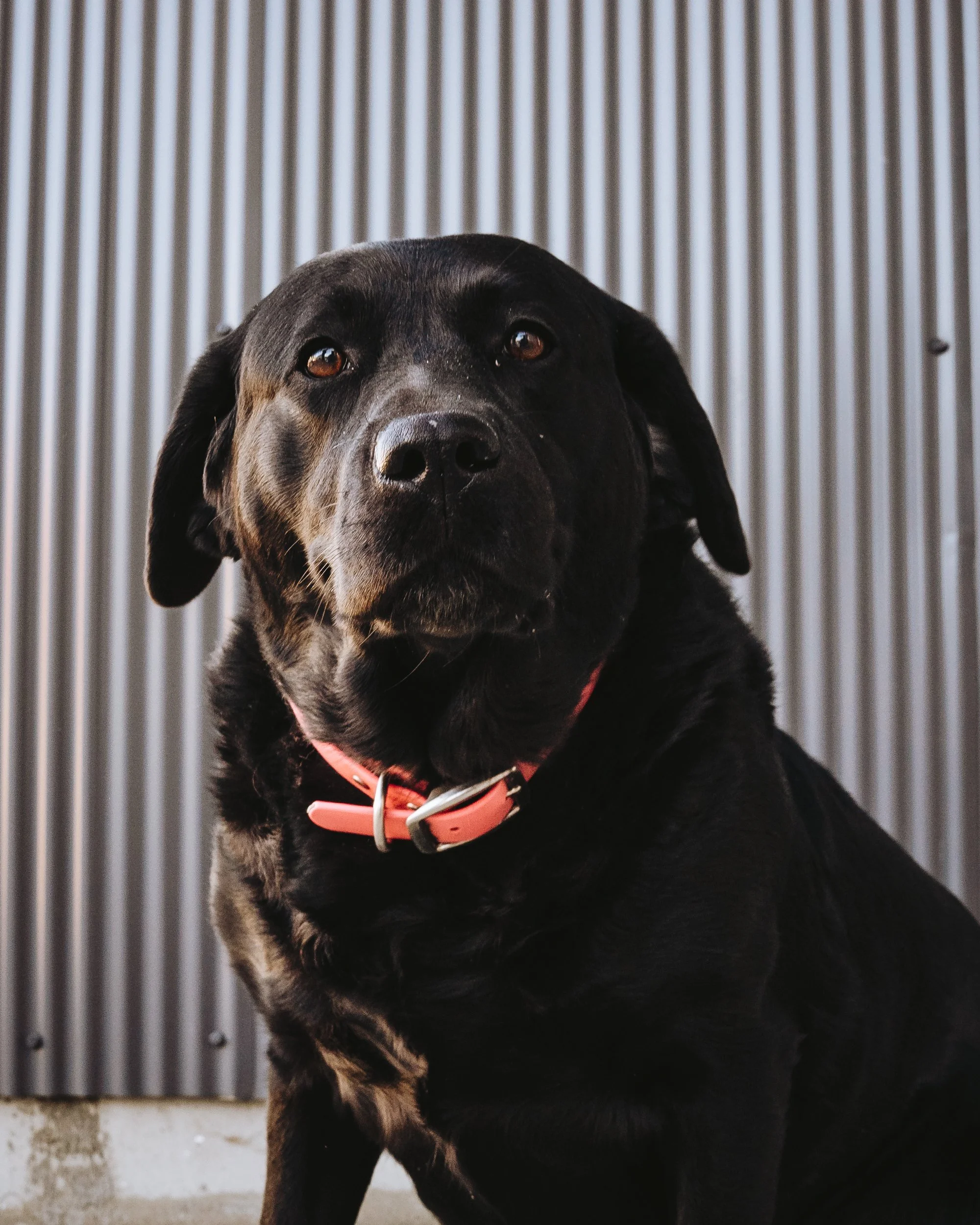 Black dog wearing a red collar sitting in front of a metal corrugated wall.