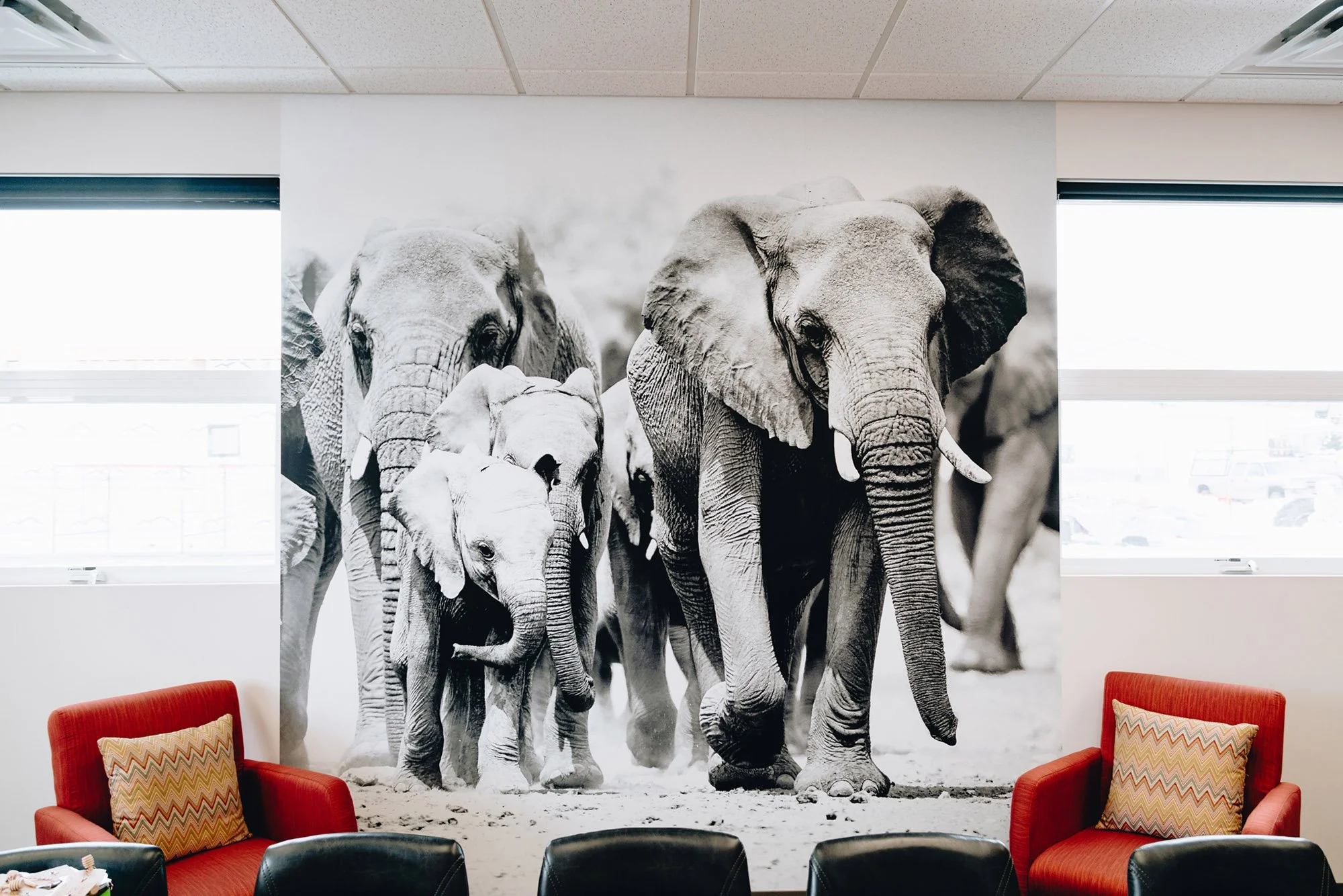 Large-scale elephant wall wrap in a monochrome color palette featured in an office or lounge space, bringing nature-inspired mural design into a calm, modern setting. Location: Bozeman, MT
