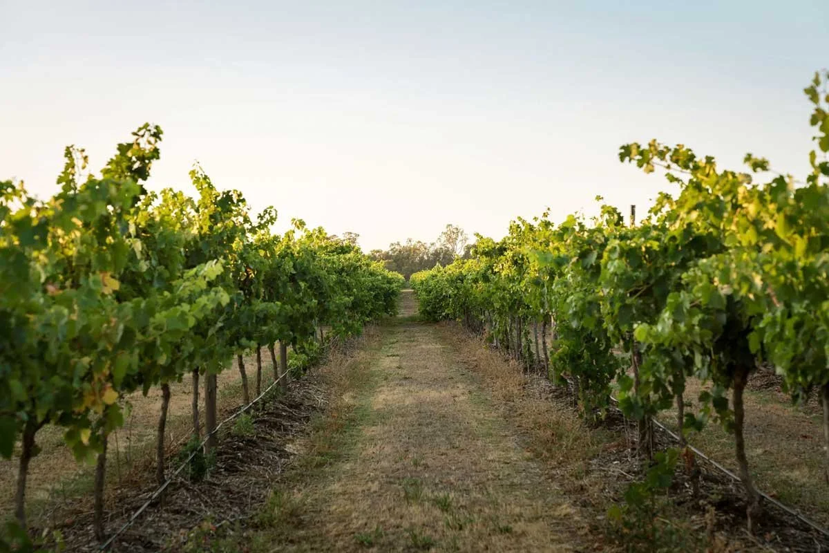 Vineyard with green grapevines on either side of a dirt pathway under a clear sky.