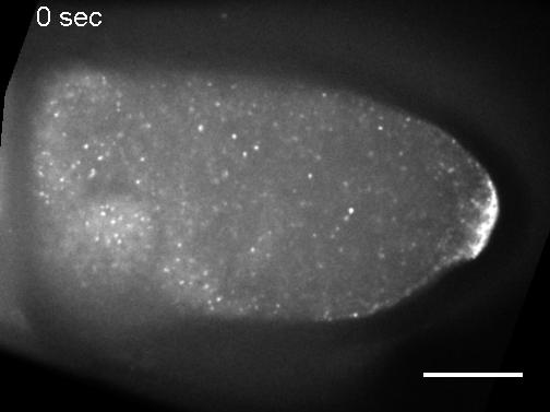 Nos-Staufen-SunTag example 2.gif