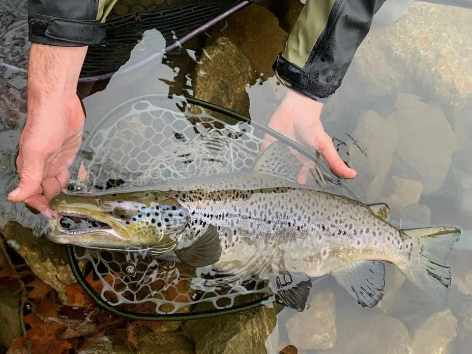Androscoggin Fly Fishing Guides — MAINE FLY GUIDE