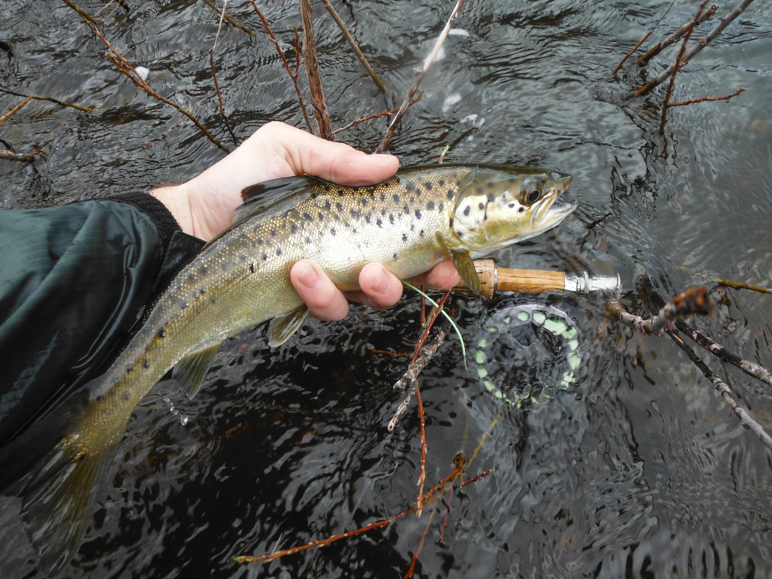 A day Fly fishing Rangeley Region with Maine Guide Brandon Bichrest — MAINE  FLY GUIDE