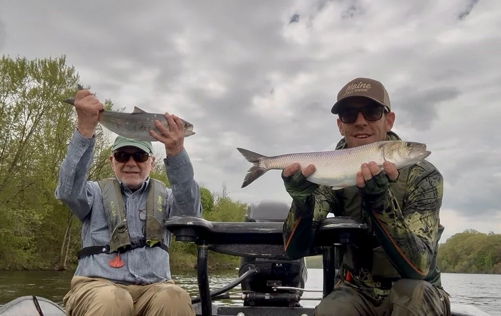 Fly Fishing for American Shad in Maine 