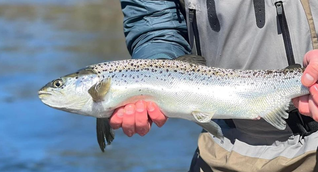 Rangeley Region, Maine Guided Boat Trip Fly Fish for Brook Trout + Landlocked Salmon