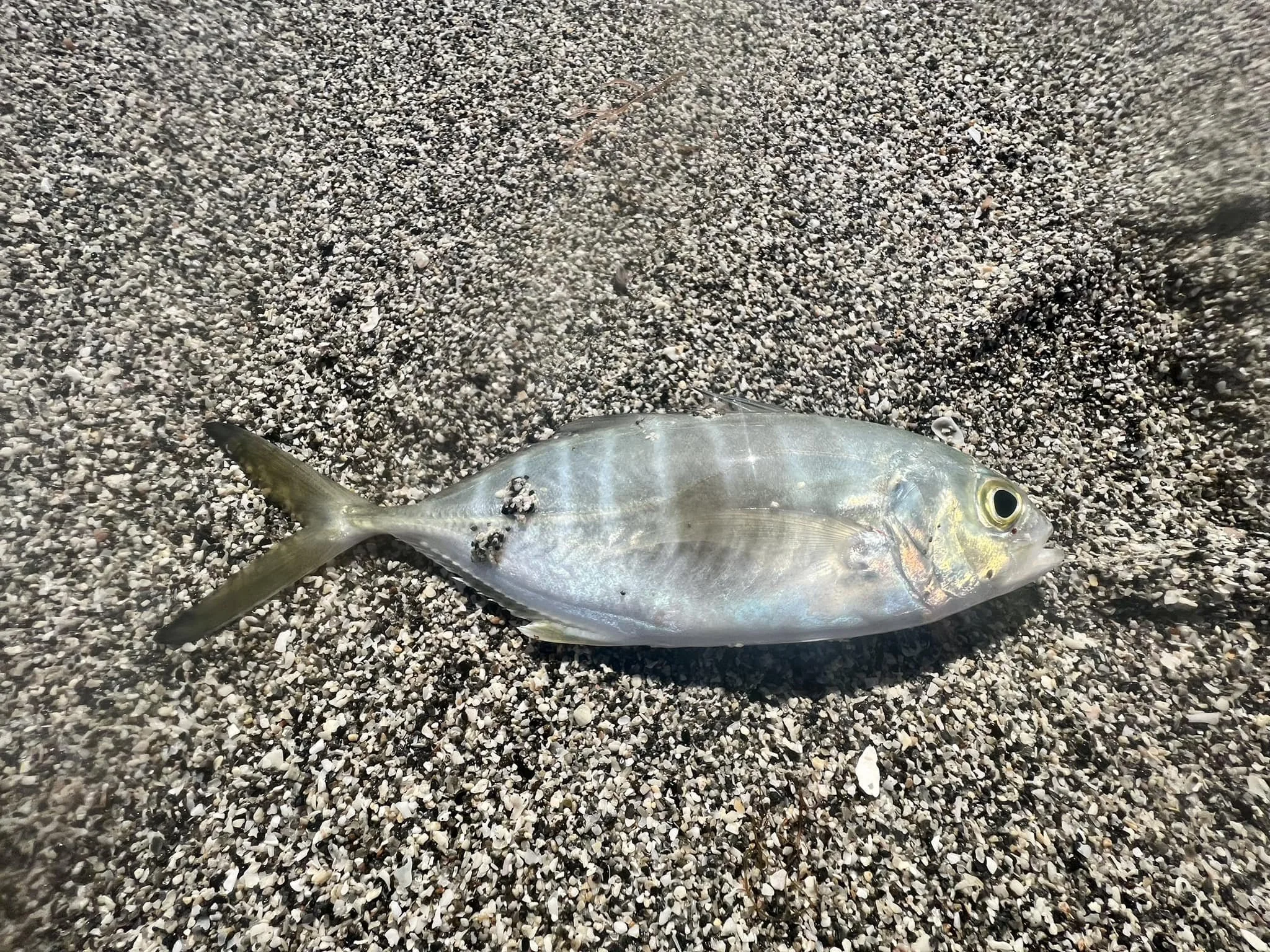 Blue Runner caught in south west Florida