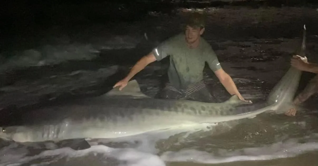 Maine Fishing Guide Brandon Bichrest with a large Tiger Shark Caught from the beach in Eastern Florida at night