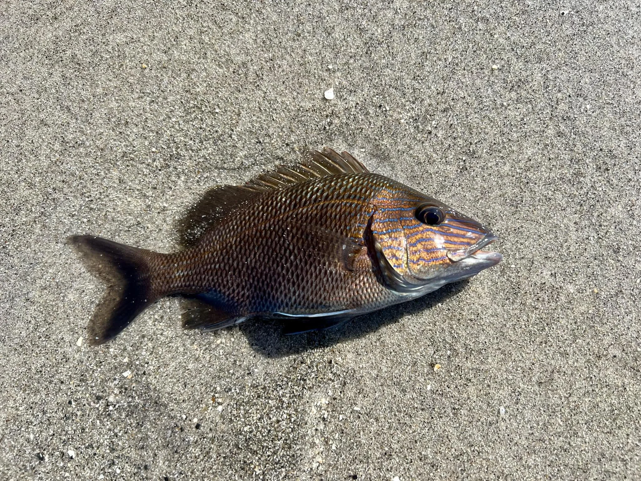 White Grunt caught in Sw Florida