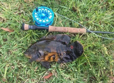 Oscar, caught on a fly in southern Florida