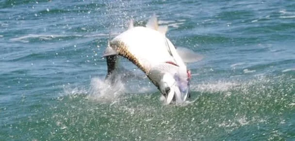 Tarpon caught on a spin rod in the Florida Keys 2016
