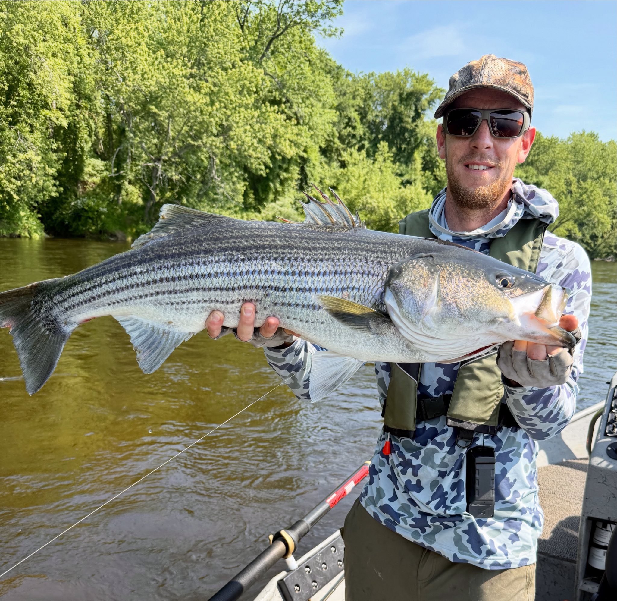 Maine Fishing Guide Brandon Bichrest with a 37" Striped Bass caught from the Kennebec River in June 