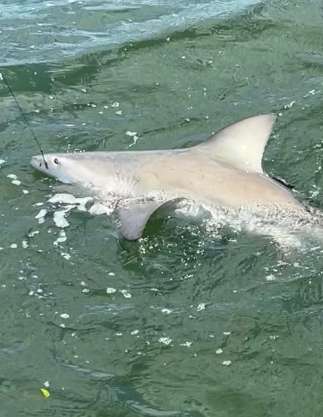 Bull Shark caught in Florida