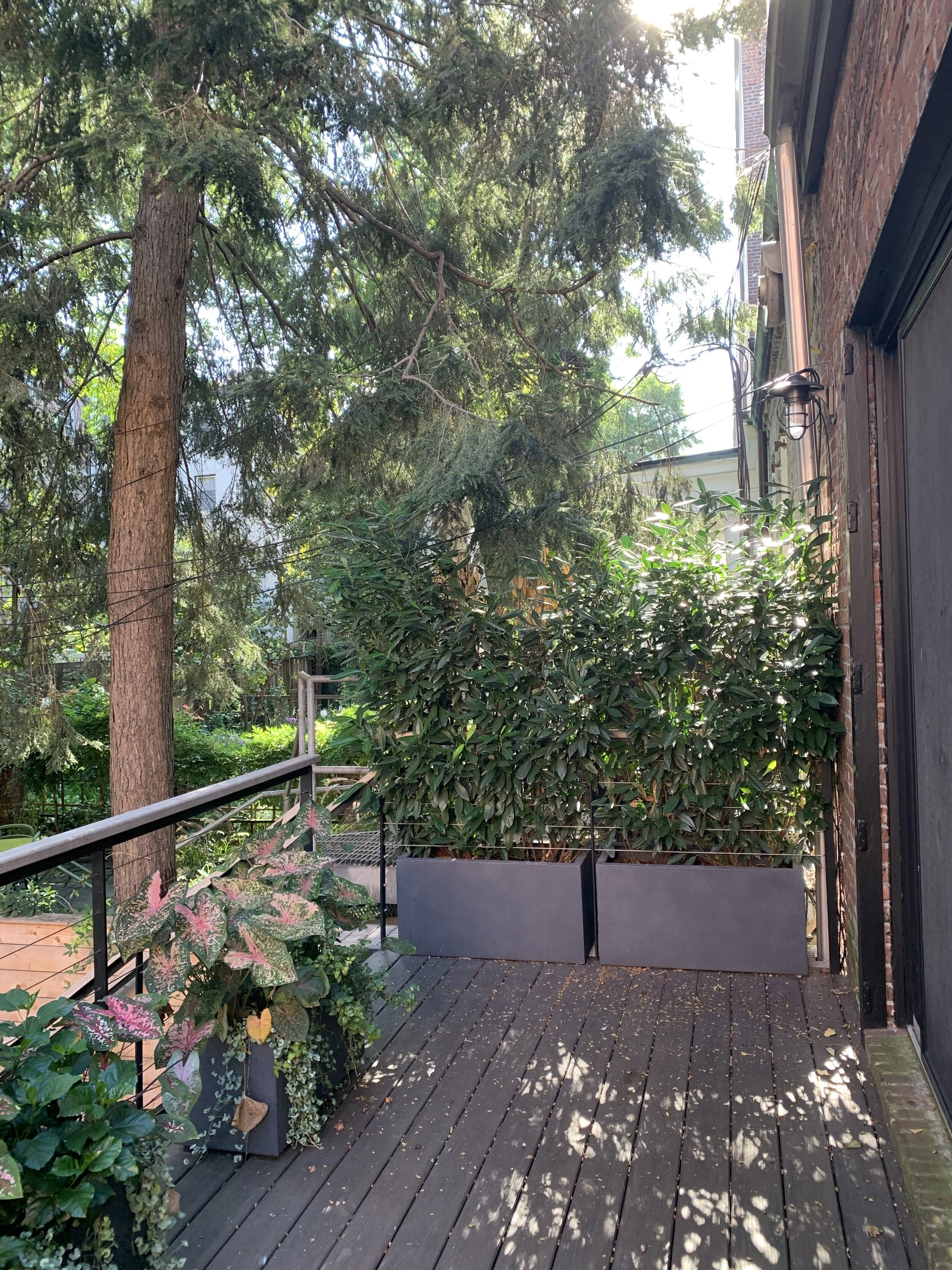 Congressst Backyard