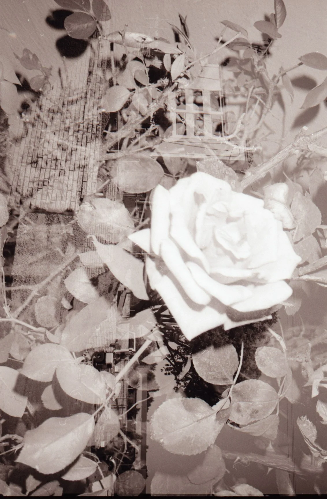small prints_40.jpg