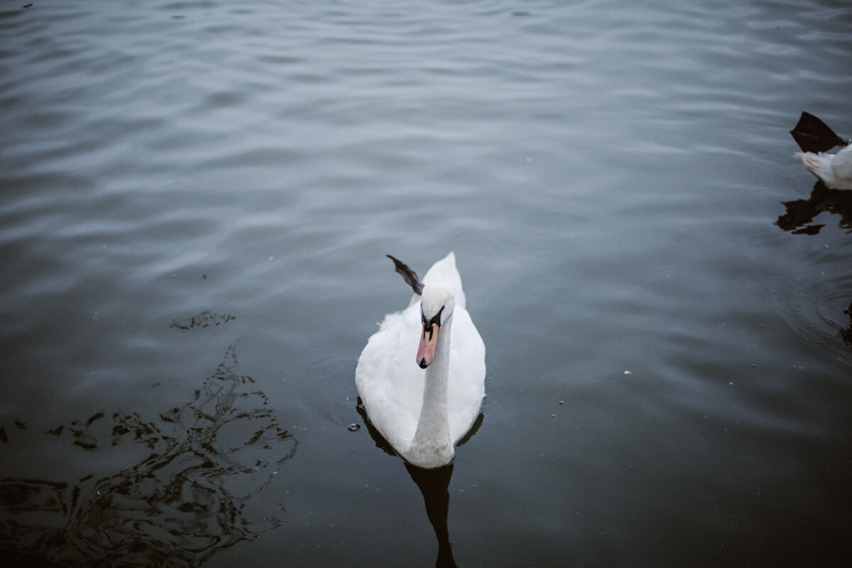 Swans+Photography+by+Victoria+Smyrniotis-6.jpeg