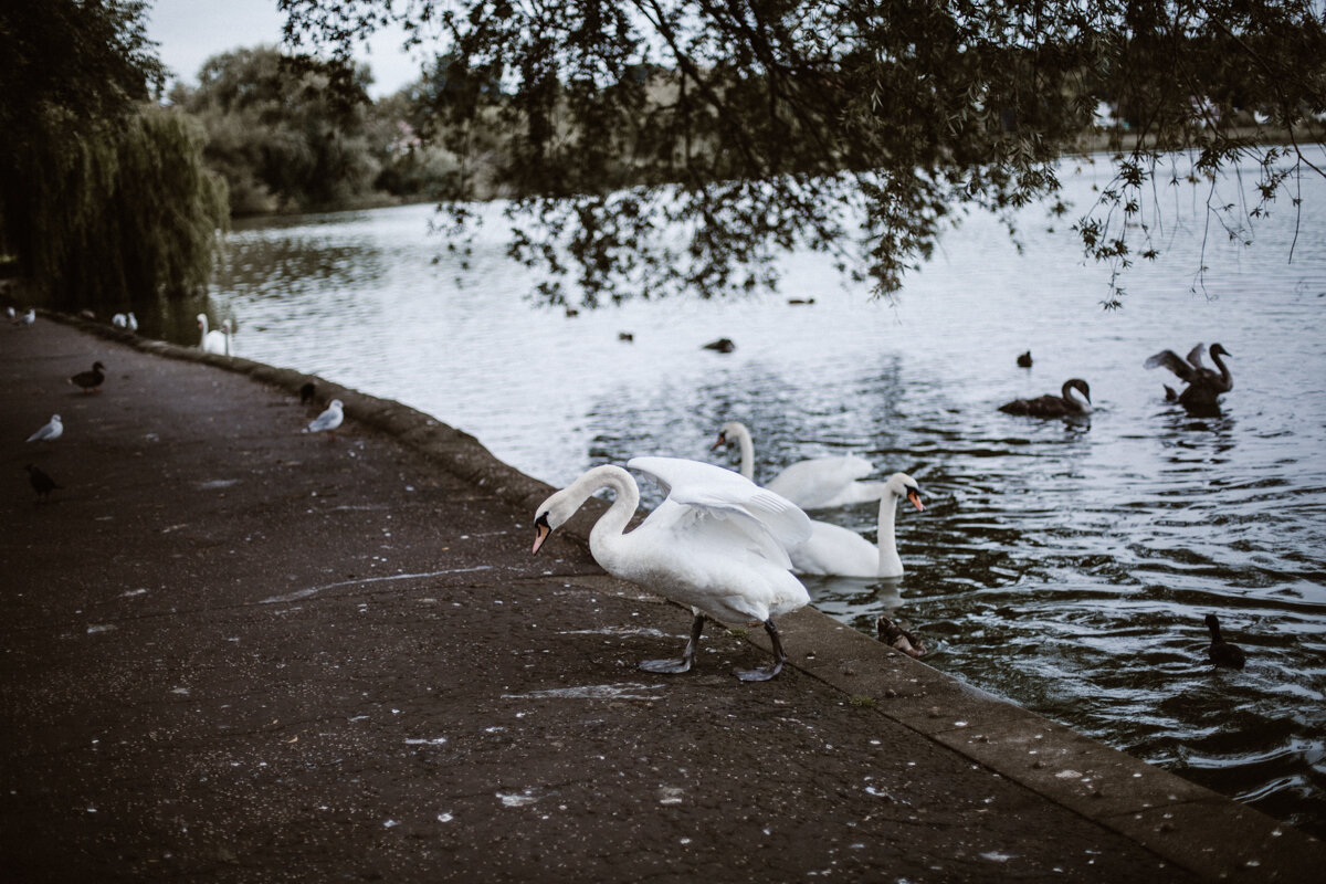 Swans+Photography+by+Victoria+Smyrniotis-5.jpeg