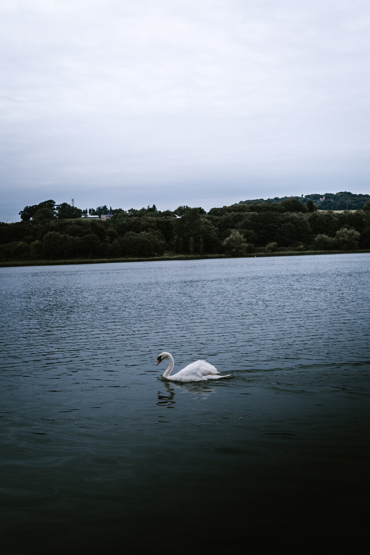 Swans+Photography+by+Victoria+Smyrniotis-7.jpeg