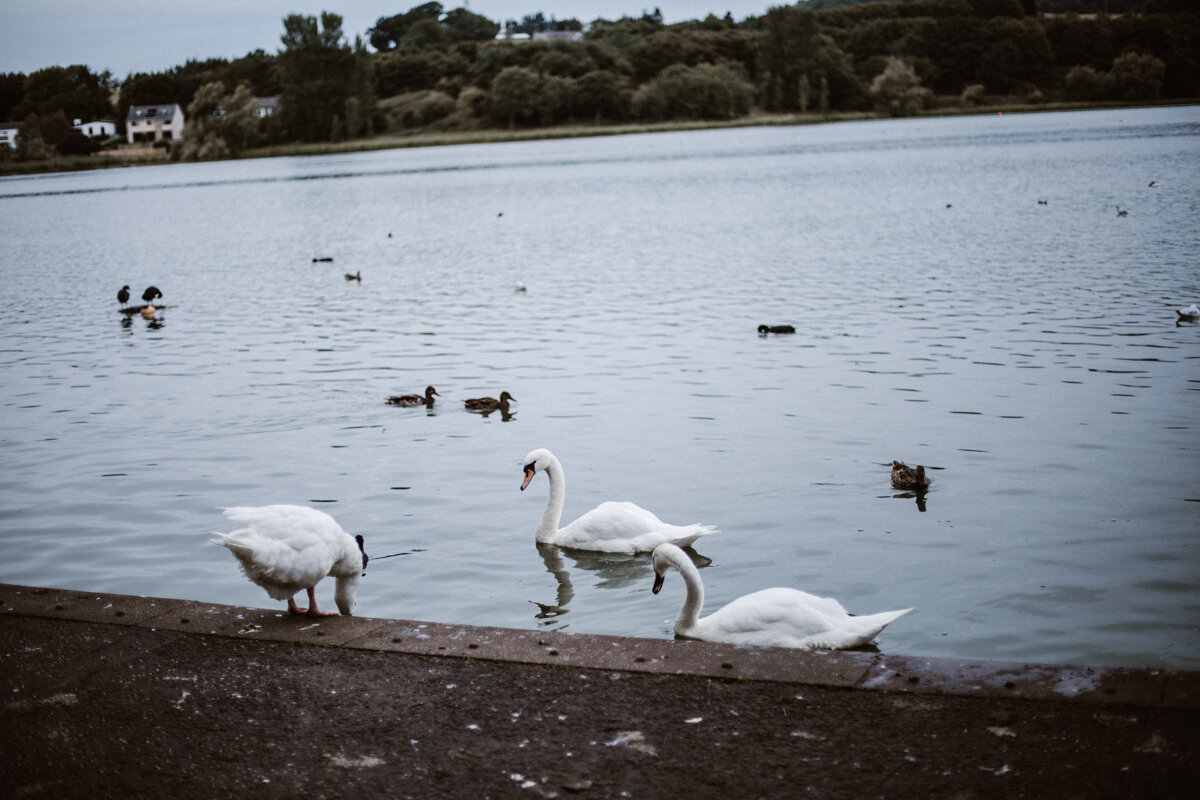 Swans+Photography+by+Victoria+Smyrniotis-9.jpeg