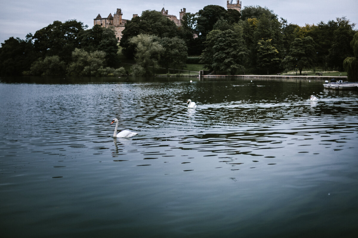 Swans+Photography+by+Victoria+Smyrniotis-10.jpeg