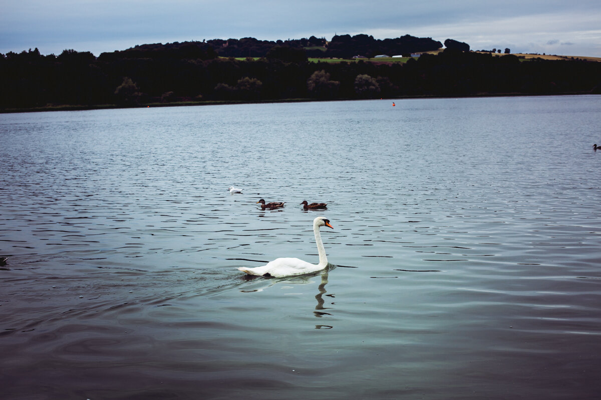 Swans+Photography+by+Victoria+Smyrniotis-11.jpeg