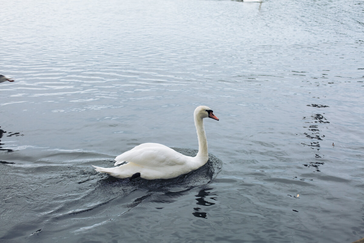 Swans+Photography+by+Victoria+Smyrniotis-13.jpeg