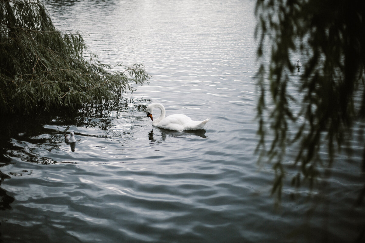 Swans+Photography+by+Victoria+Smyrniotis-14.jpeg