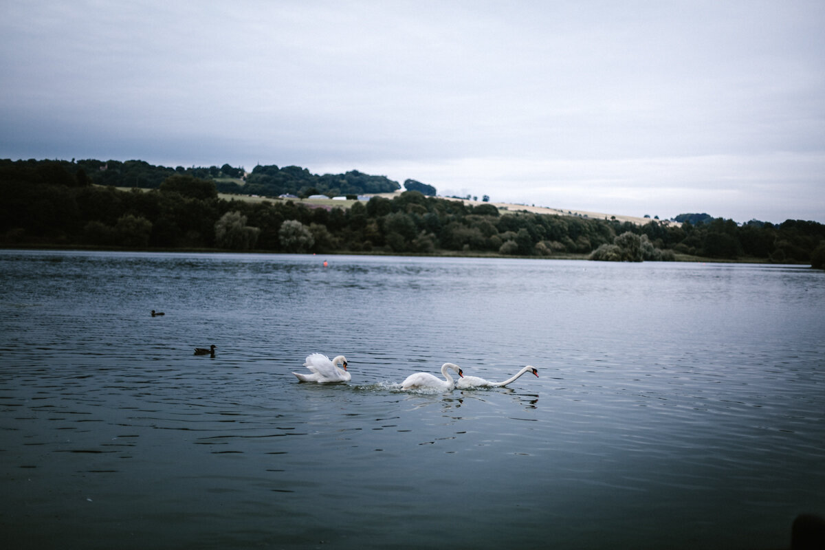 Swans+Photography+by+Victoria+Smyrniotis-15.jpeg