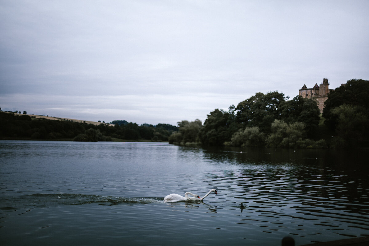 Swans+Photography+by+Victoria+Smyrniotis-16.jpeg