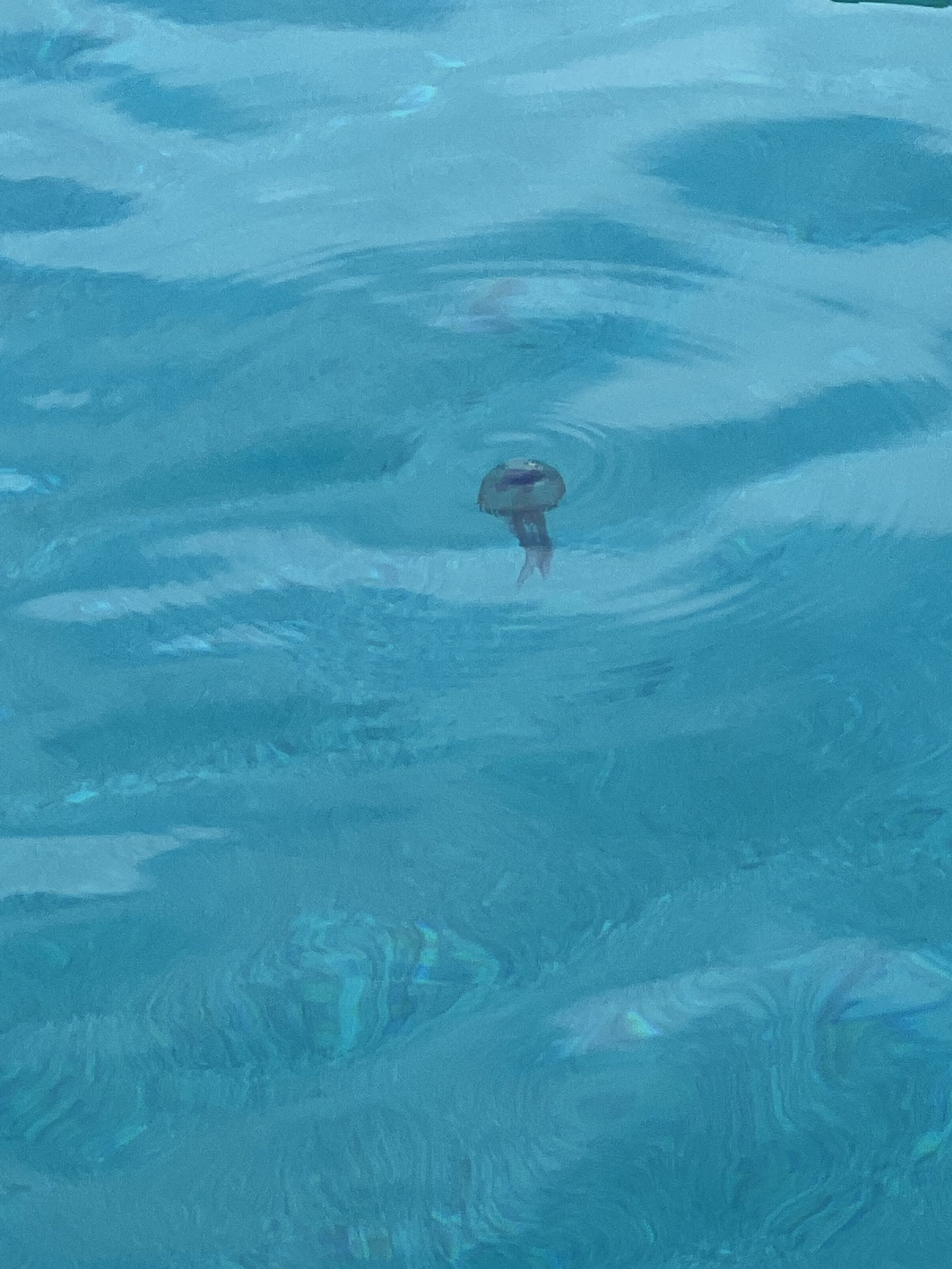 Jellyfish Filiatro.jpeg