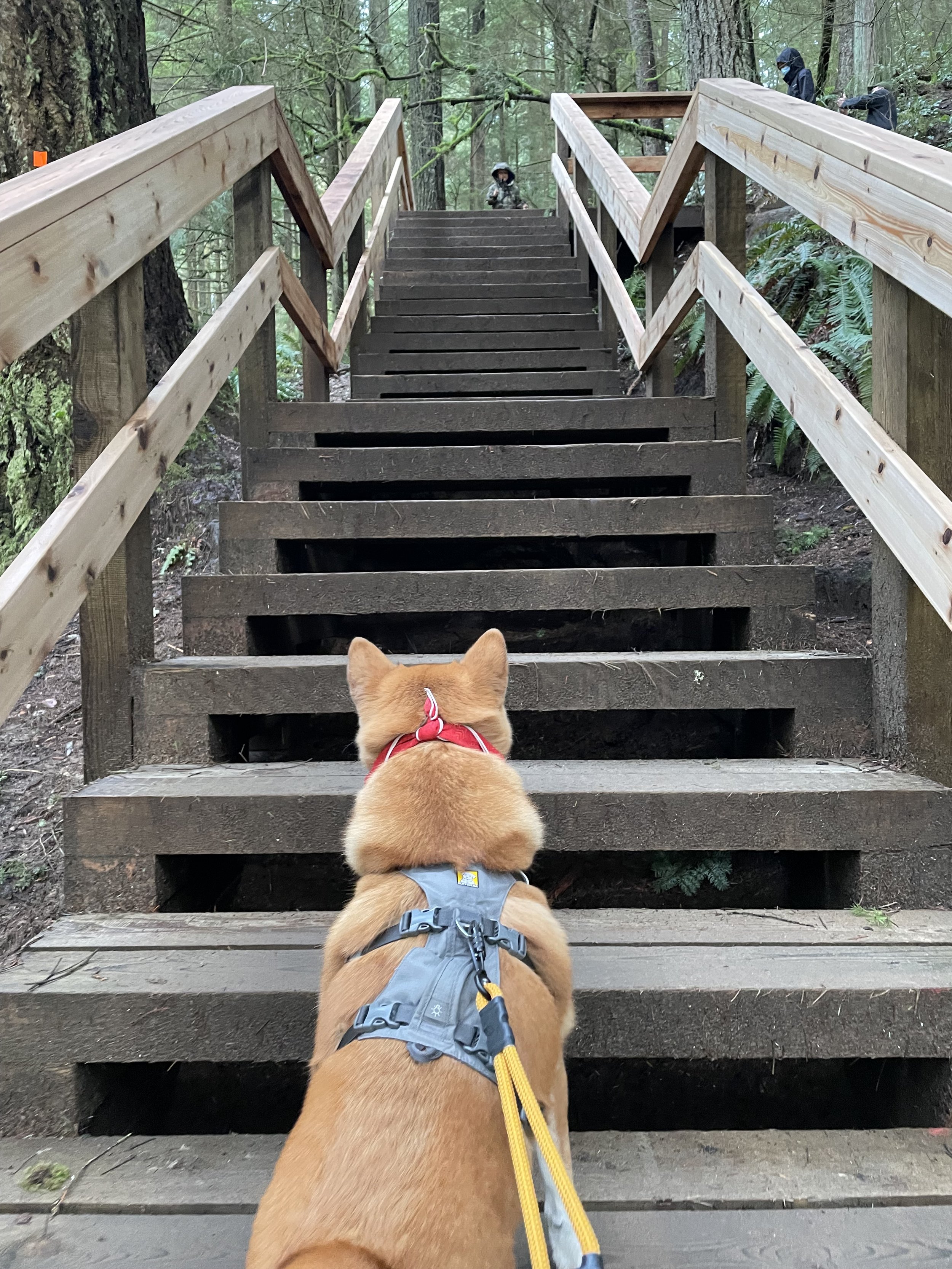 Markus going up the stairs towards the suspension bridge at Lynn Canyon