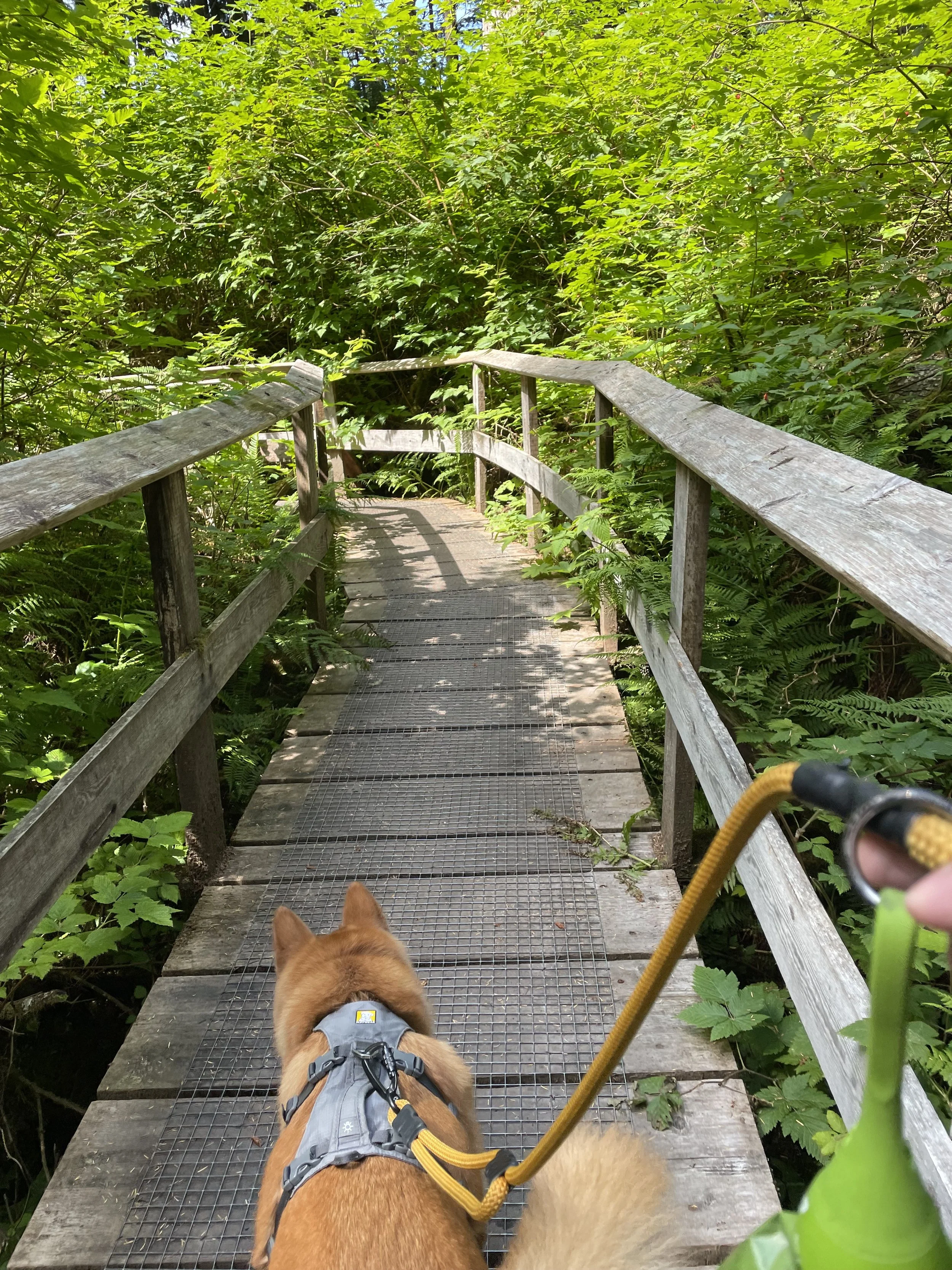 Markus cutting through the wooden walkways on the trail towards Sandcut Beach
