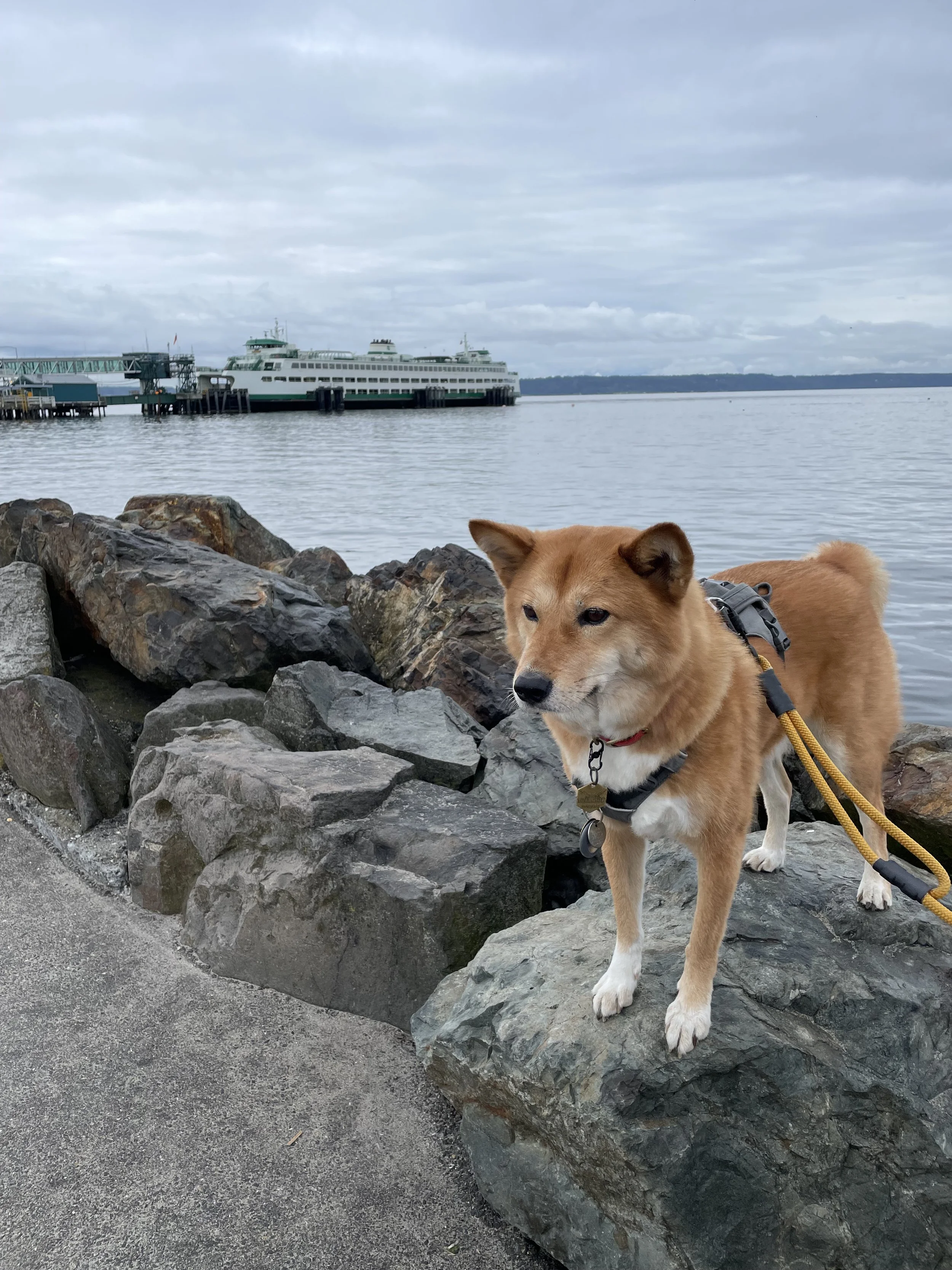 Markus enjoying the view of the ferry terminal from Brackett’s Landing North in Edmonds, Washington