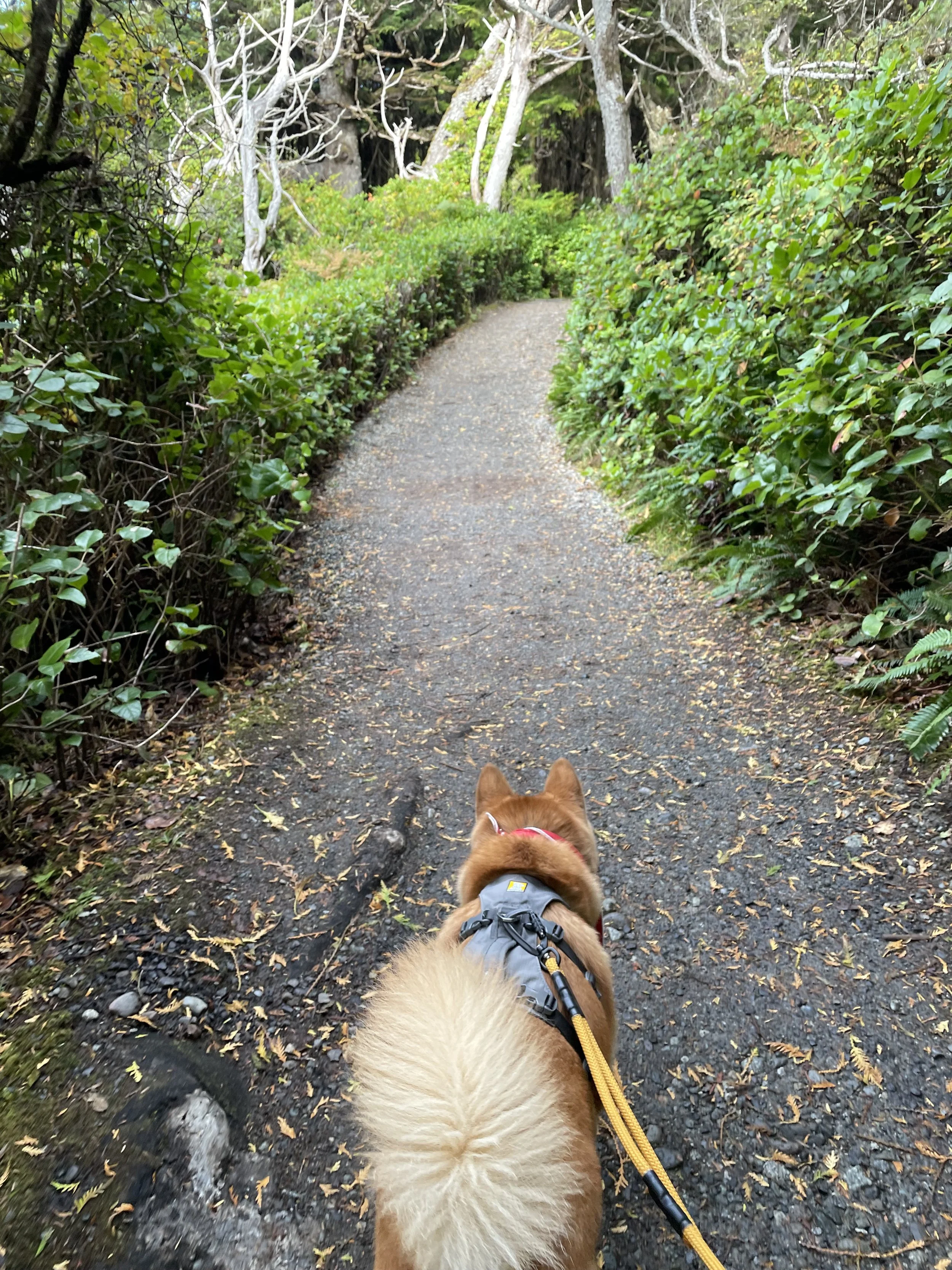 Markus following the path on the Amphitrite Point Lighthouse Trail