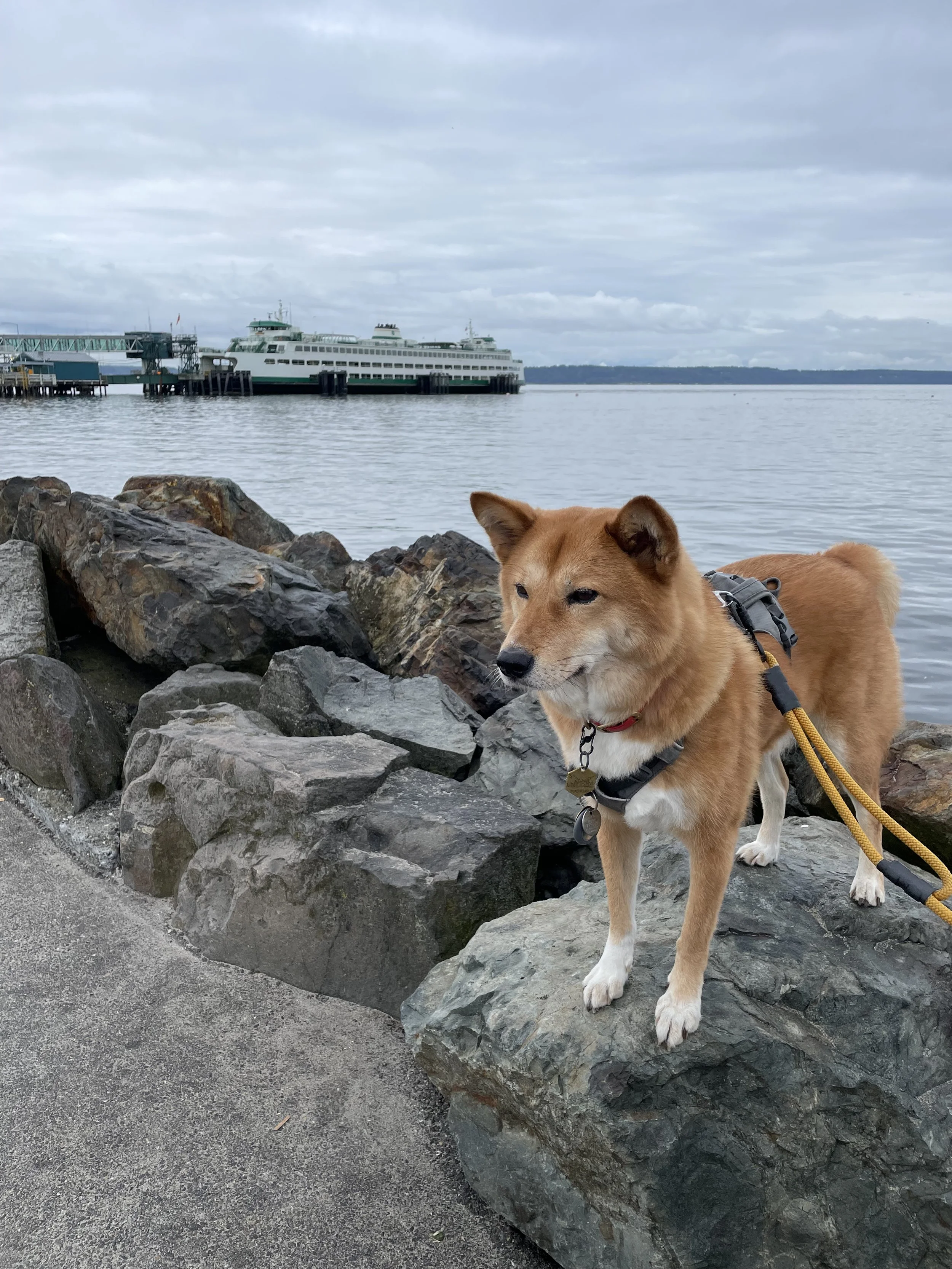 Markus watching the ferries at Brackett’s Landing North in Edmonds, Washington