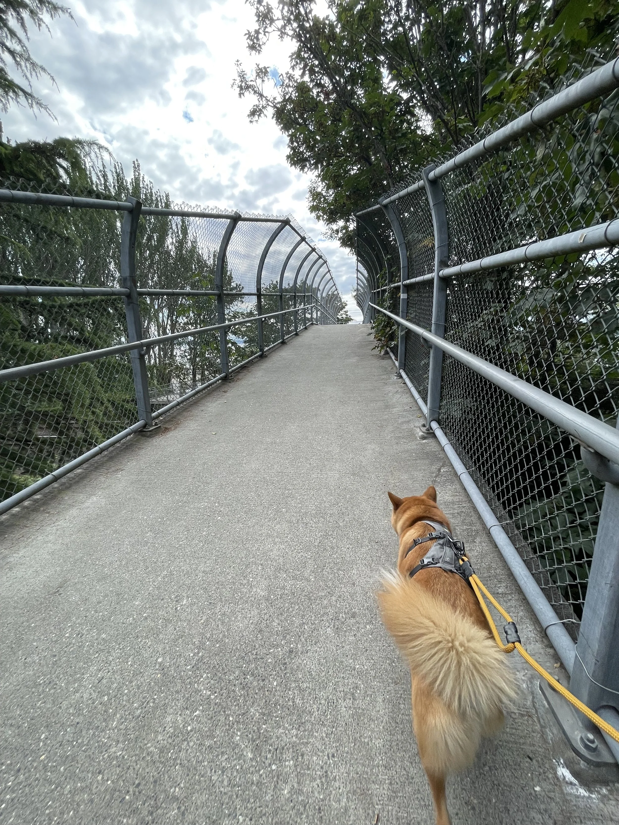 Markus crossing the bridge towards Picnic Point Park
