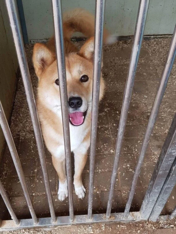 Photo of Solar smiling sent to us by Empathy for Life