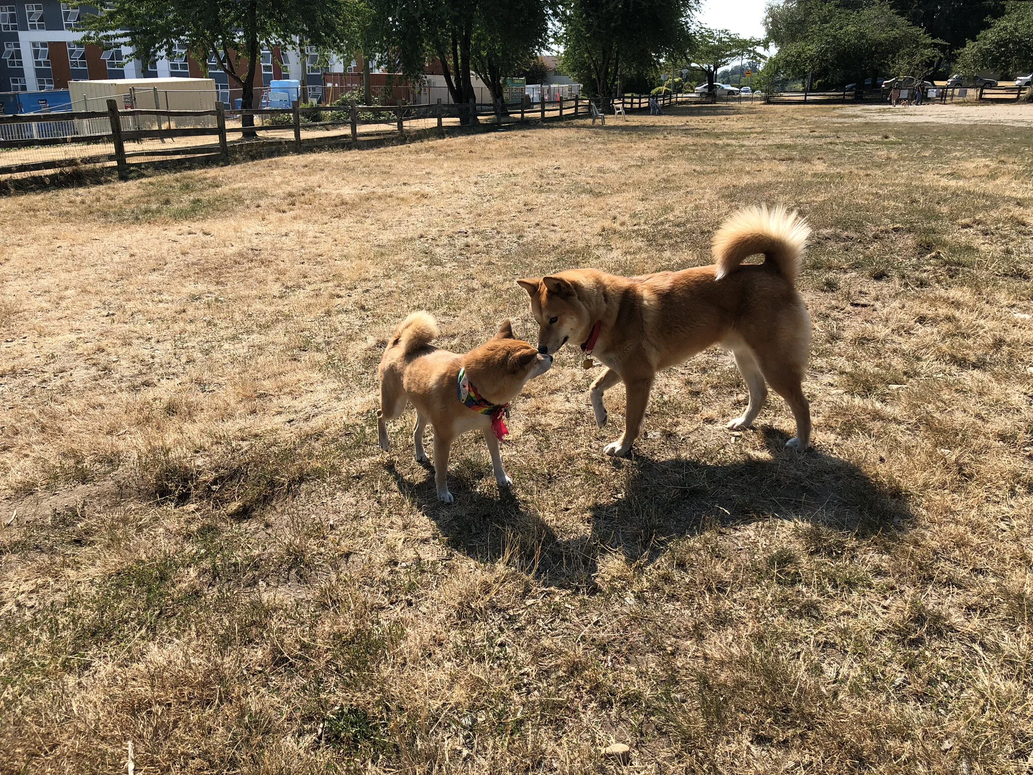Markus (right) showing his Jindo size with a smaller Shiba Inu at David Gray Park