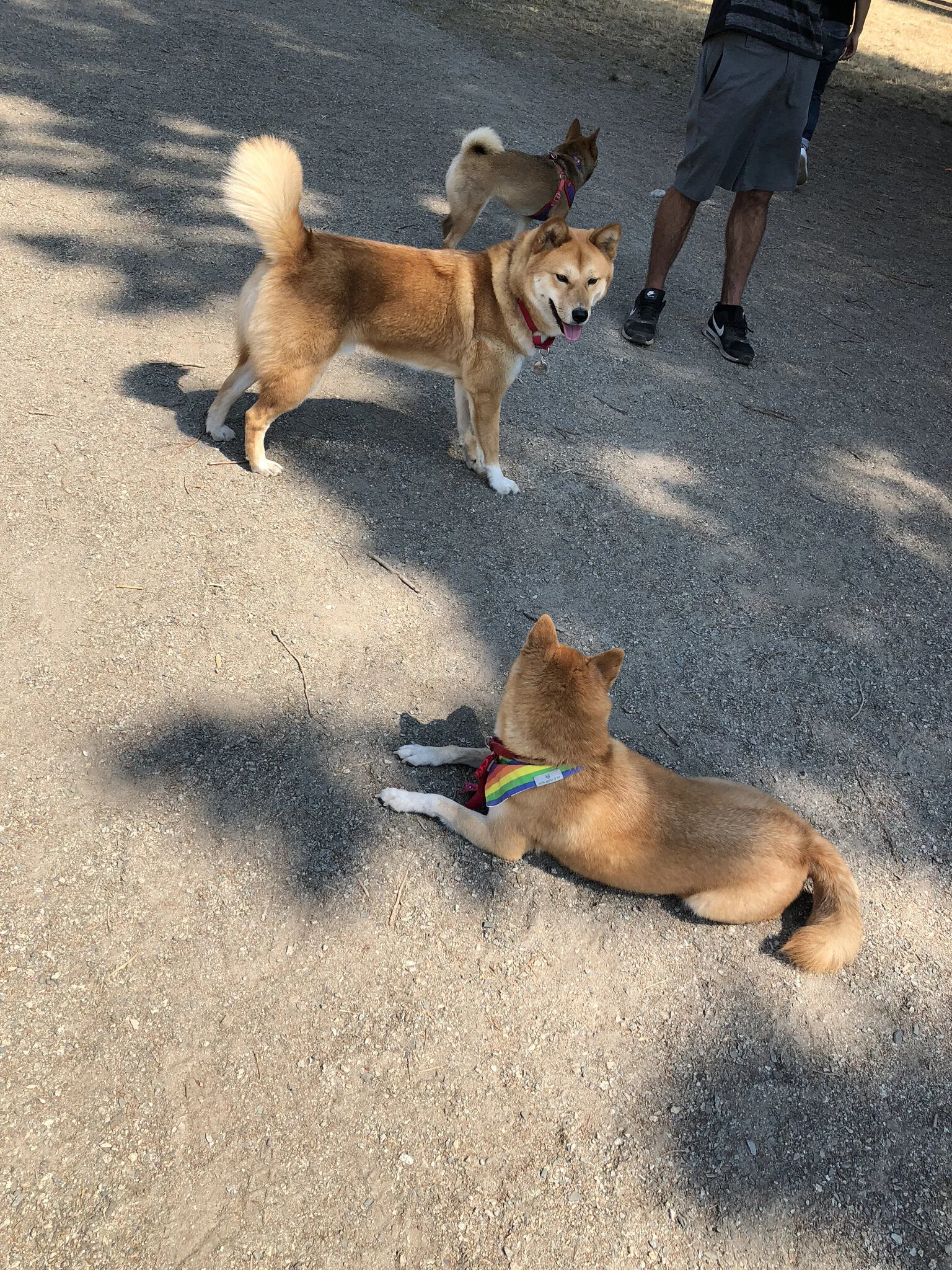 Markus (middle) smiling at his Shiba Inu friend at David Gray Park