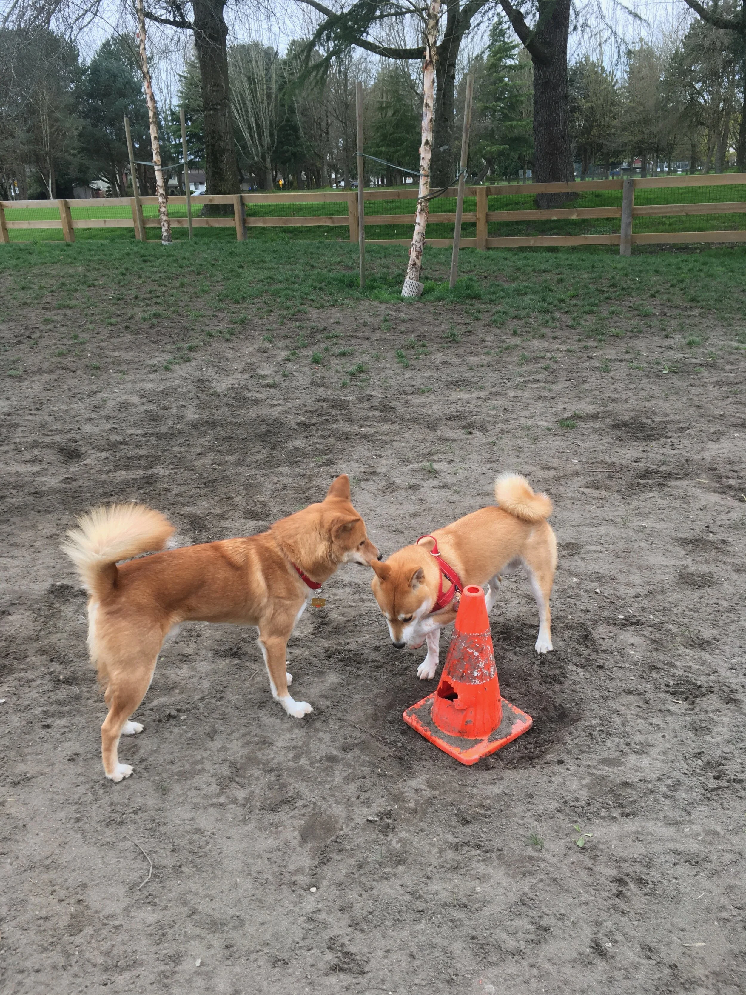Markus (left) sniffing the Shiba Inu who’s sniffing a cone at the South Arm Dog Off-Leash Area