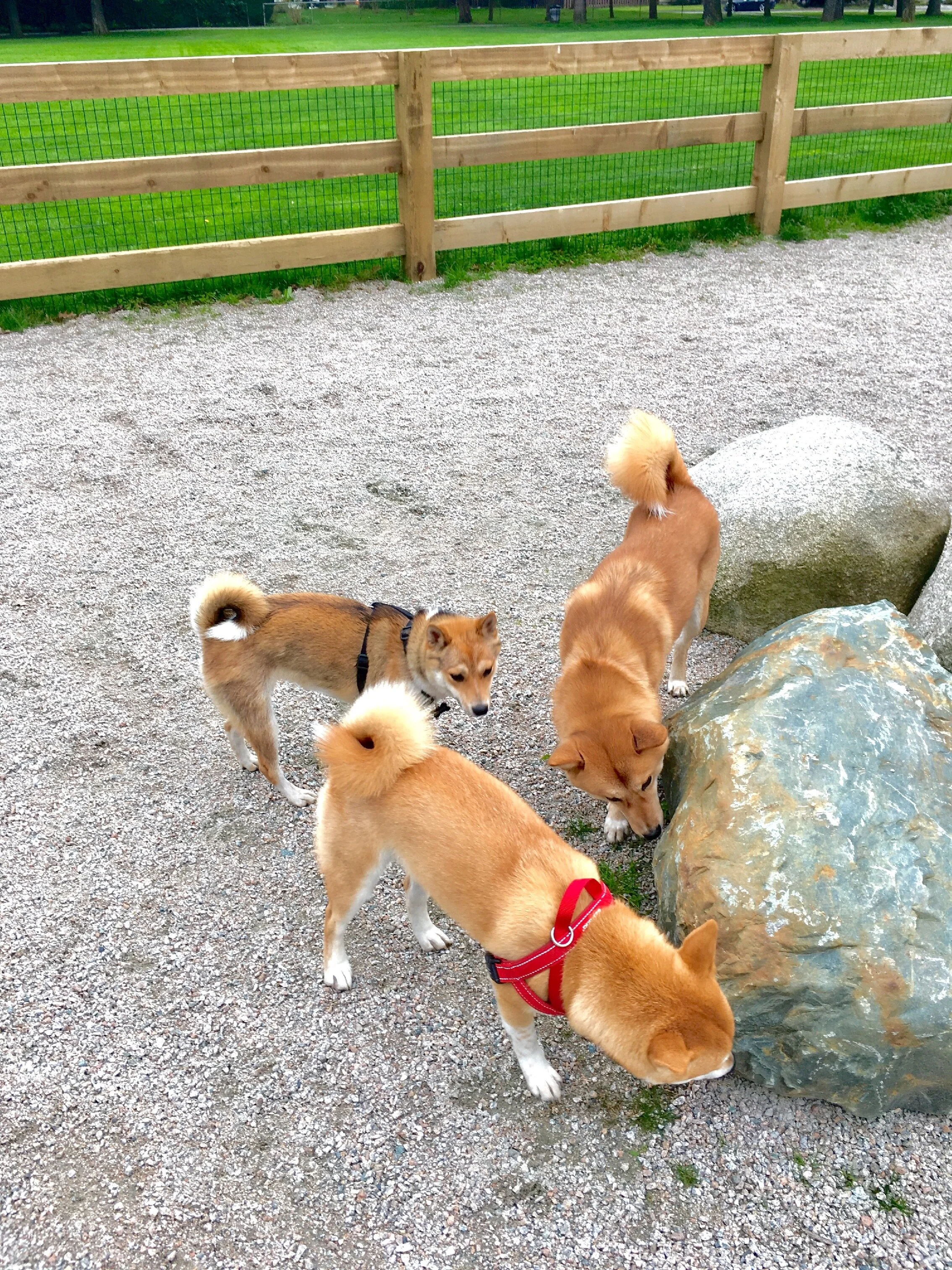 Markus (right) and his pals sniffing the rocks at the South Arm Dog Off-Leash Area