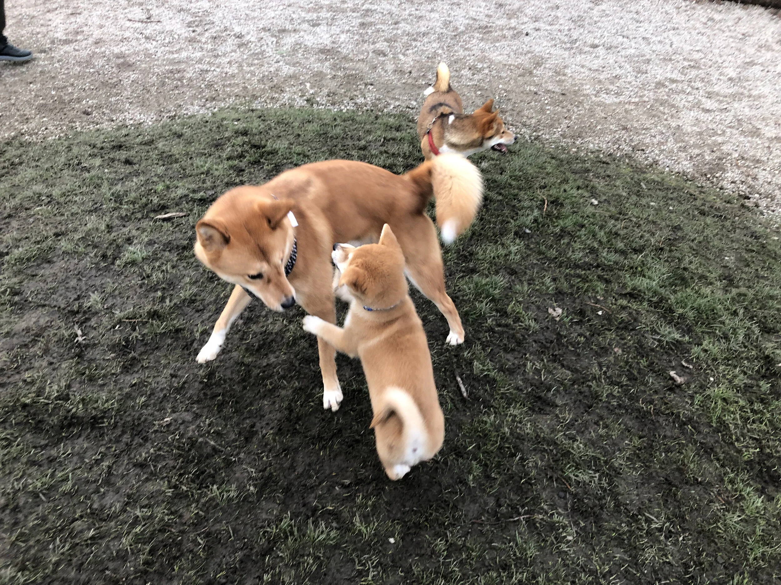 Markus (middle) playing with a puppy version of himself at the Garden City Dogs Off-Leash Area