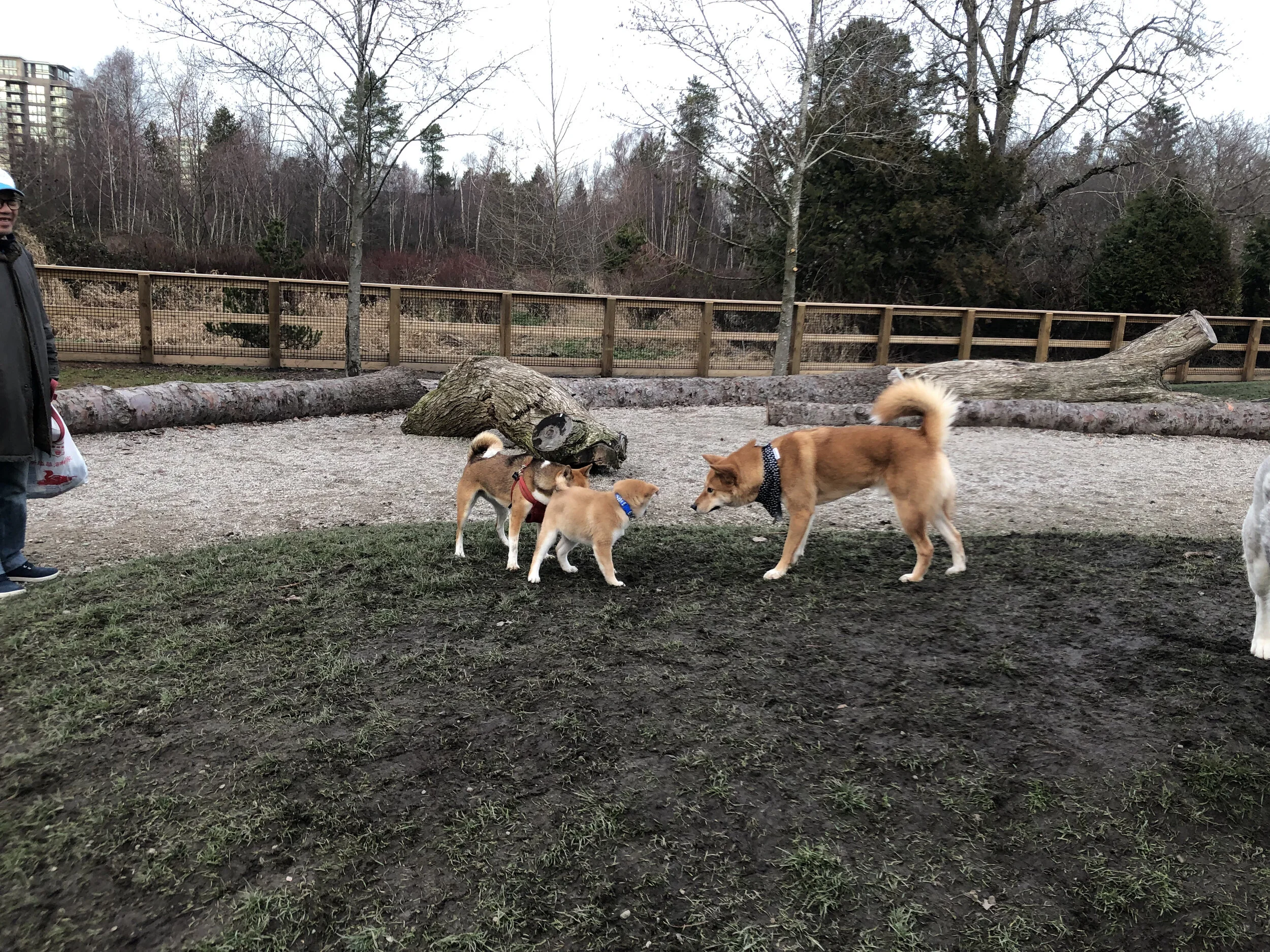 Markus (right) conversing with his Shiba Inu friends at the Garden City Dogs Off-Leash Area