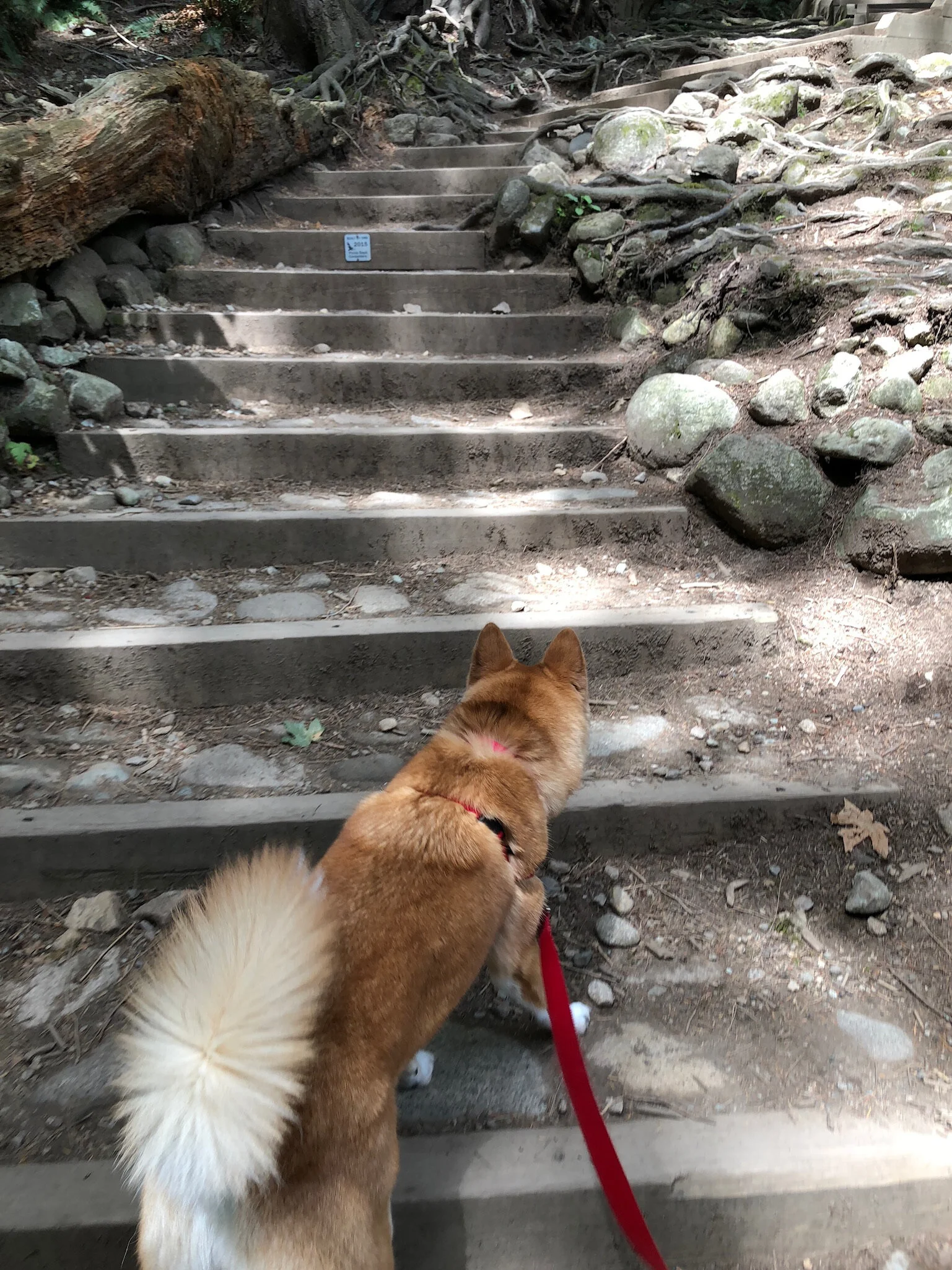 Markus going up dirt stairs at the Quarry Rock hike