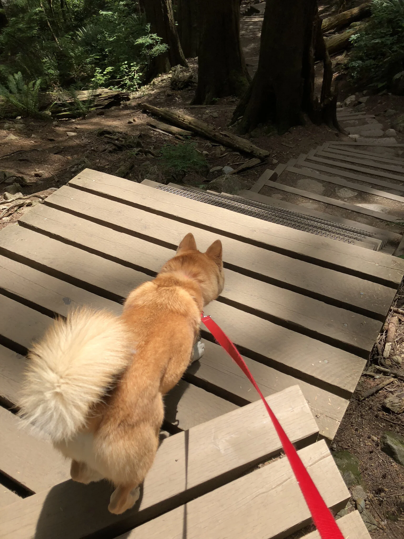 Markus going down the well-maintained stairs at the Quarry Rock hike
