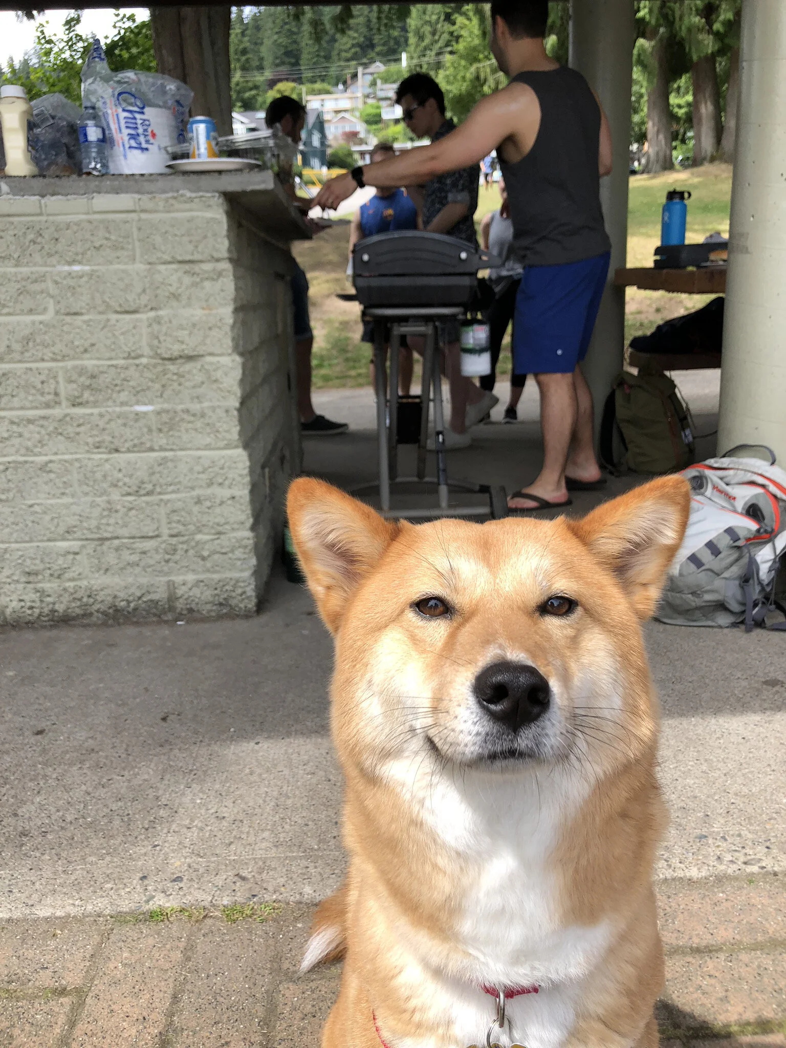 Markus waiting for his share of lunch at the BBQ at Deep Cove
