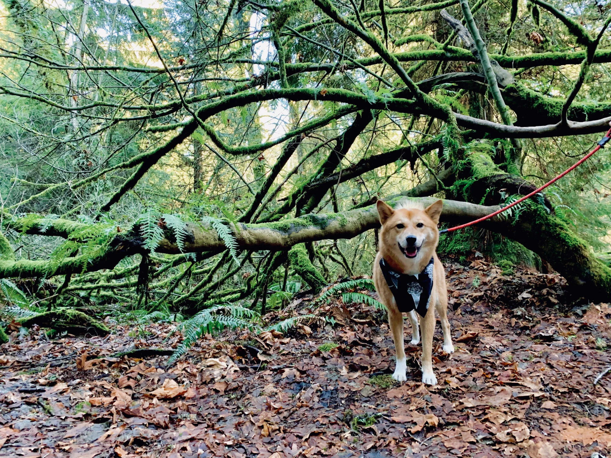 Markus posing with mossy trees and ferns at Pacific Spirit Regional Park (North)