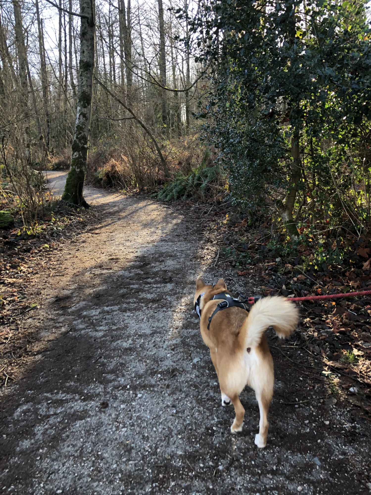 Markus walking along the West Canyon Trail at Pacific Spirit Regional Park (North)
