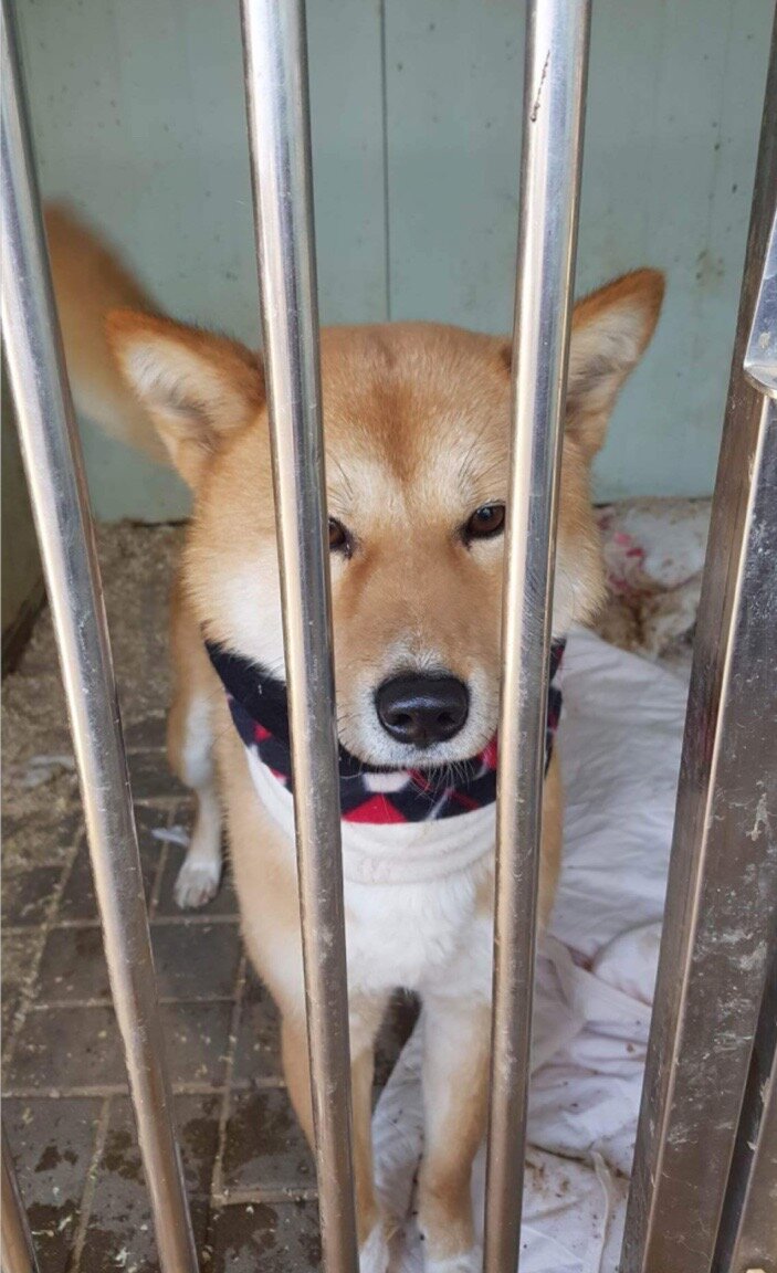 Photo of our dog Markus, who was rescued from Empathy for Life shelter