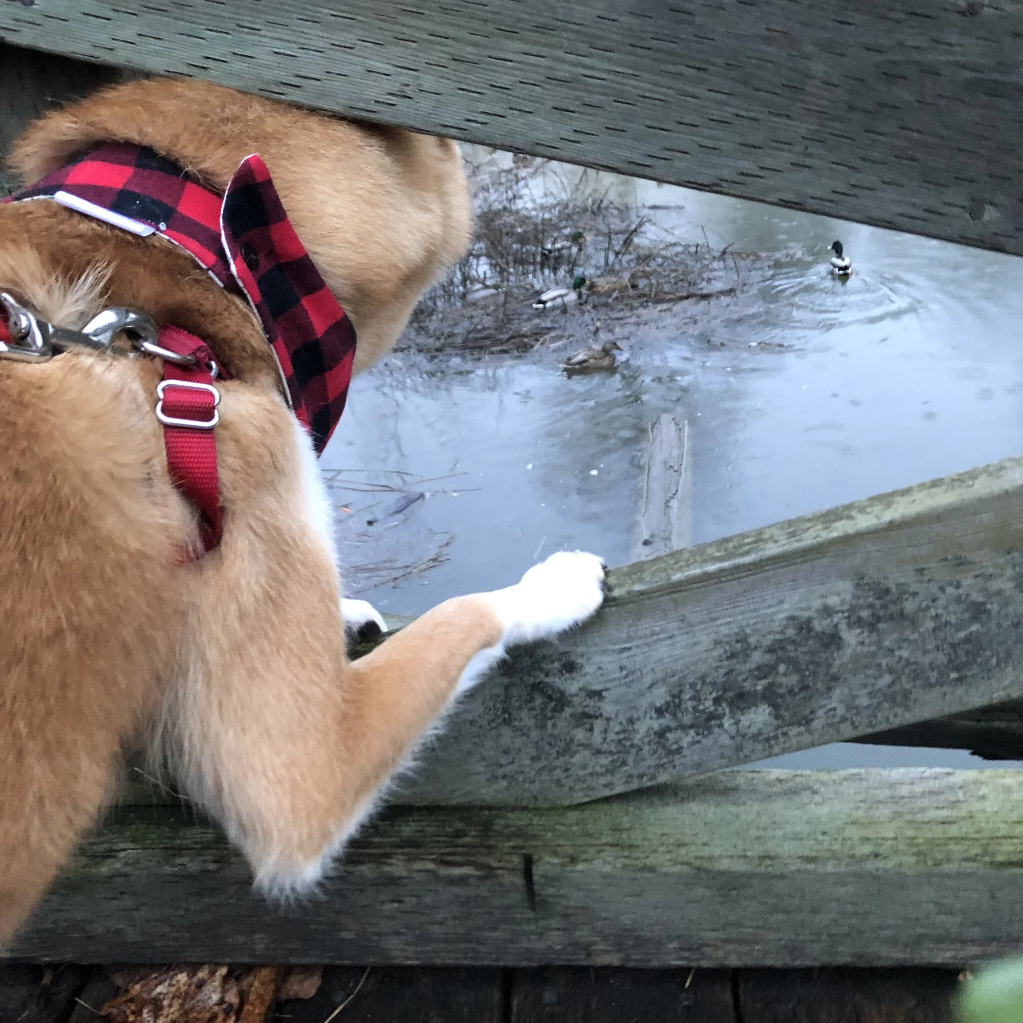Markus eyeing the ducks from a bridge at the Fraser River Park