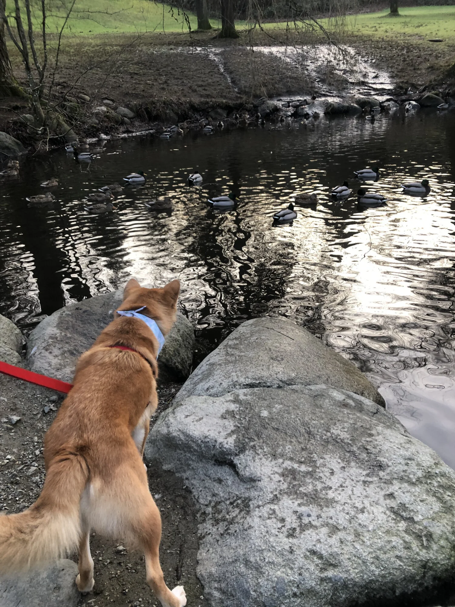 Markus at the small pond trying to get at the ducks