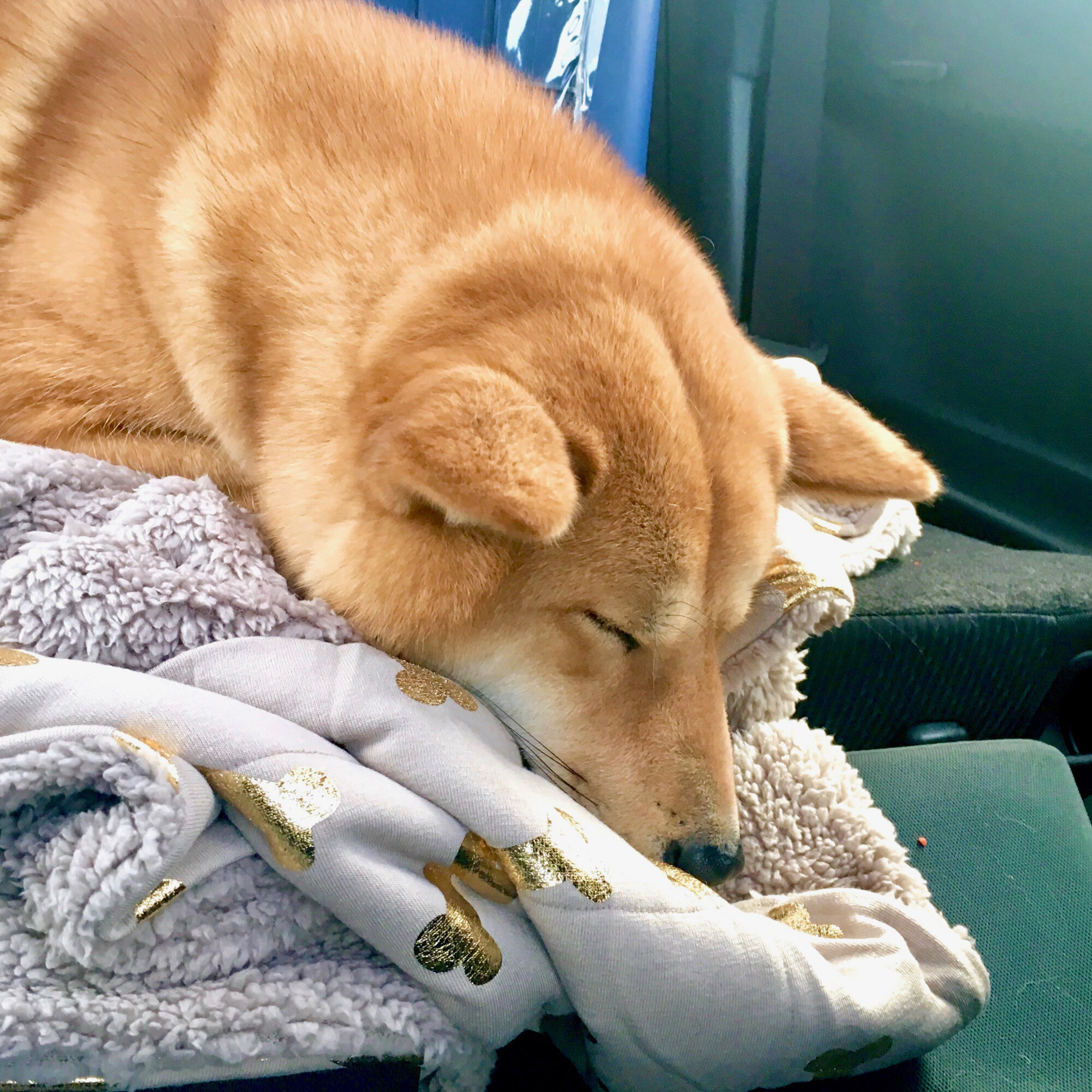 Markus sleeping on his new blanket in the car on the way home to Vancouver